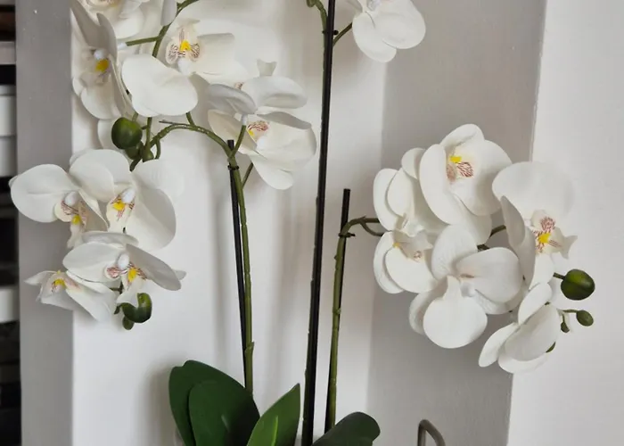 S&n * דוברובניק